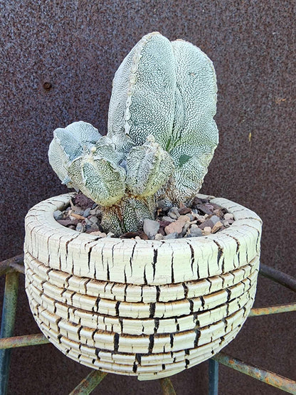 Astrophytum Myriostigma cv. Onzuka with Pups