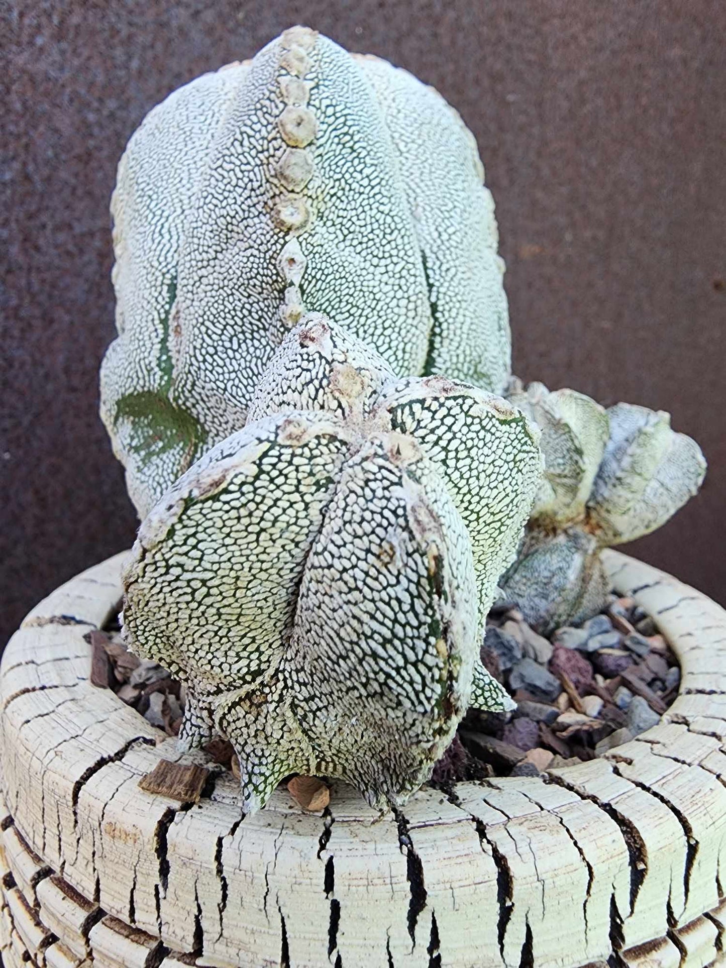 Astrophytum Myriostigma cv. Onzuka with Pups