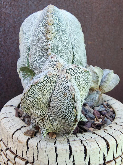 Astrophytum Myriostigma cv. Onzuka with Pups