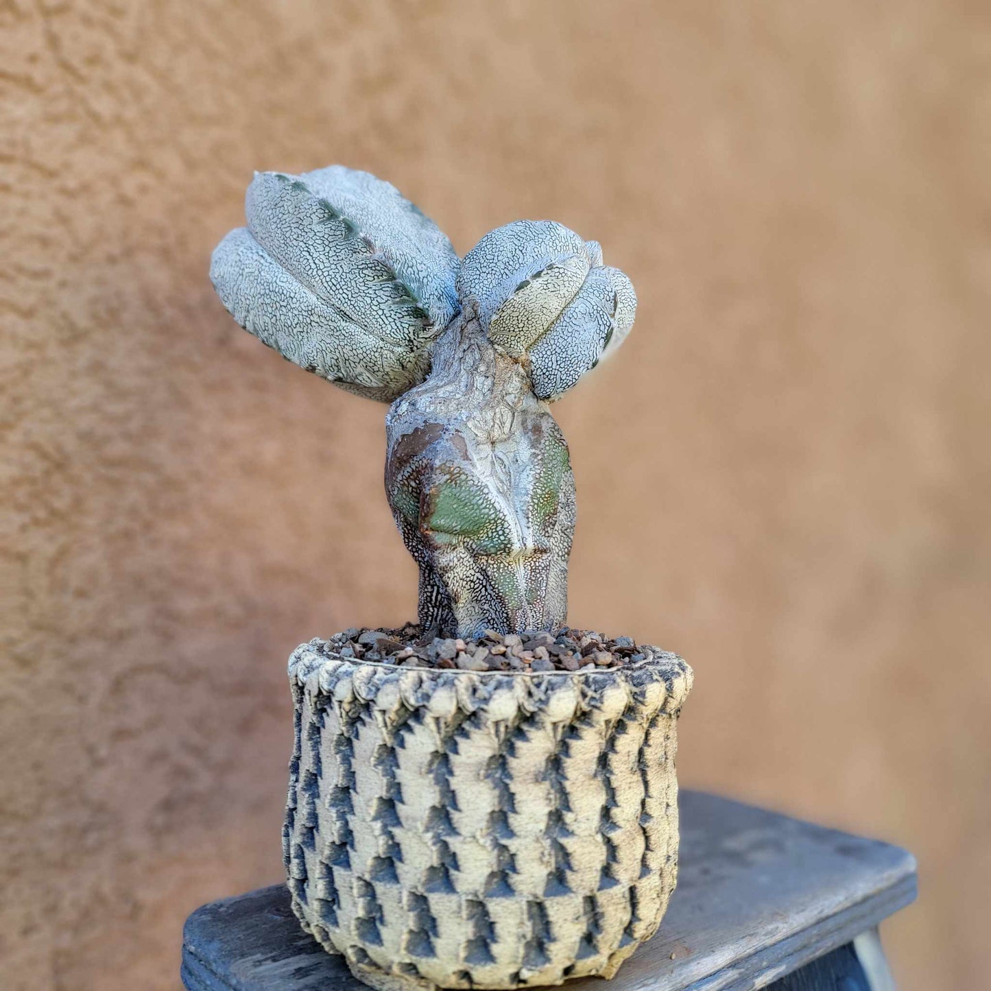 Astrophytum Myriostigma cv. Onzuka - Triple Head