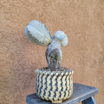 Astrophytum Myriostigma cv. Onzuka - Triple Head