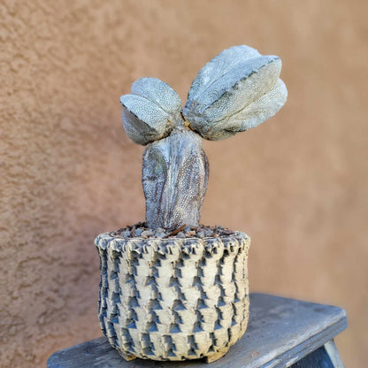 Astrophytum Myriostigma cv. Onzuka - Triple Head