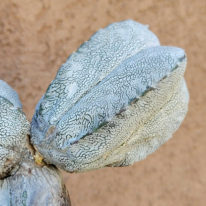 Astrophytum Myriostigma cv. Onzuka - Triple Head