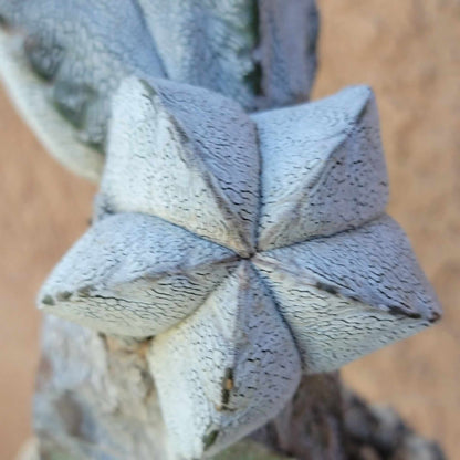 Astrophytum Myriostigma cv. Onzuka - Triple Head