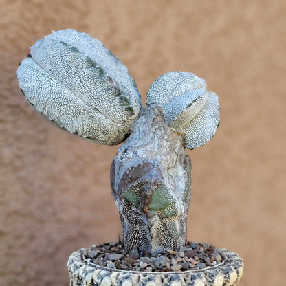 Astrophytum Myriostigma cv. Onzuka - Triple Head