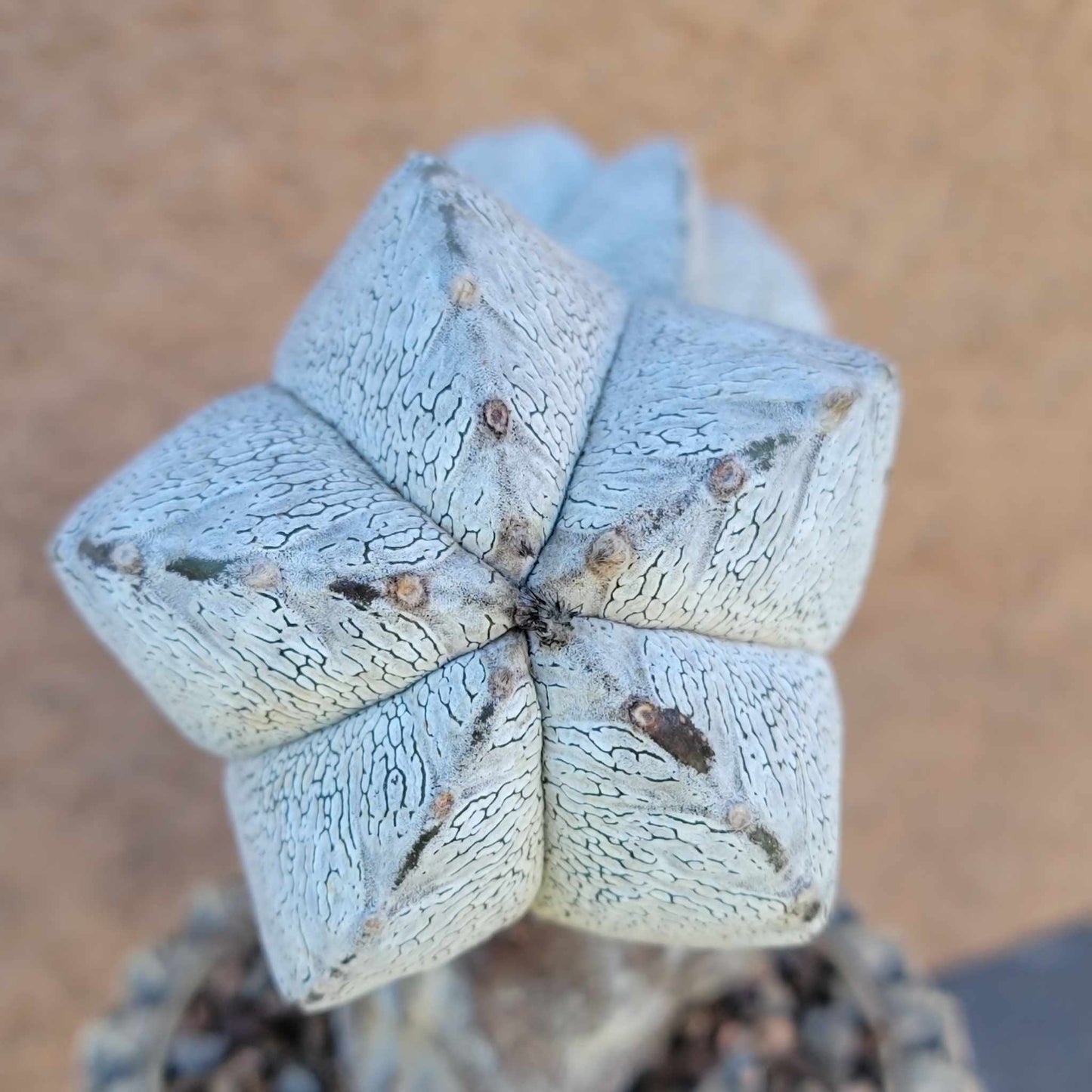 Astrophytum Myriostigma cv. Onzuka - Triple Head