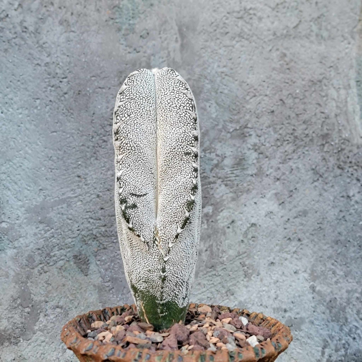 Astrophytum myriostigma cv. Onzuka quadricostatum V-Type - Japan