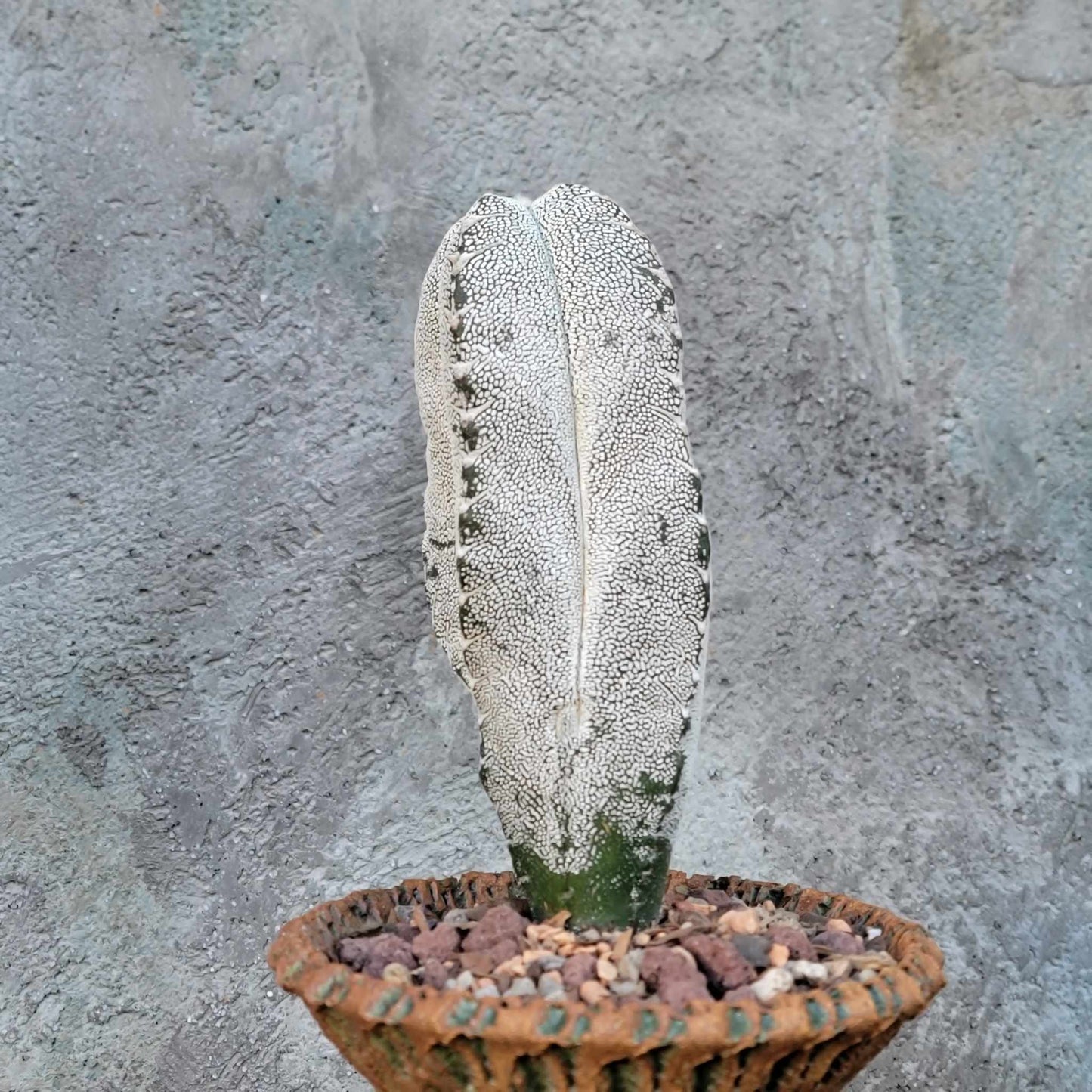 Astrophytum myriostigma cv. Onzuka quadricostatum V-Type - Japan