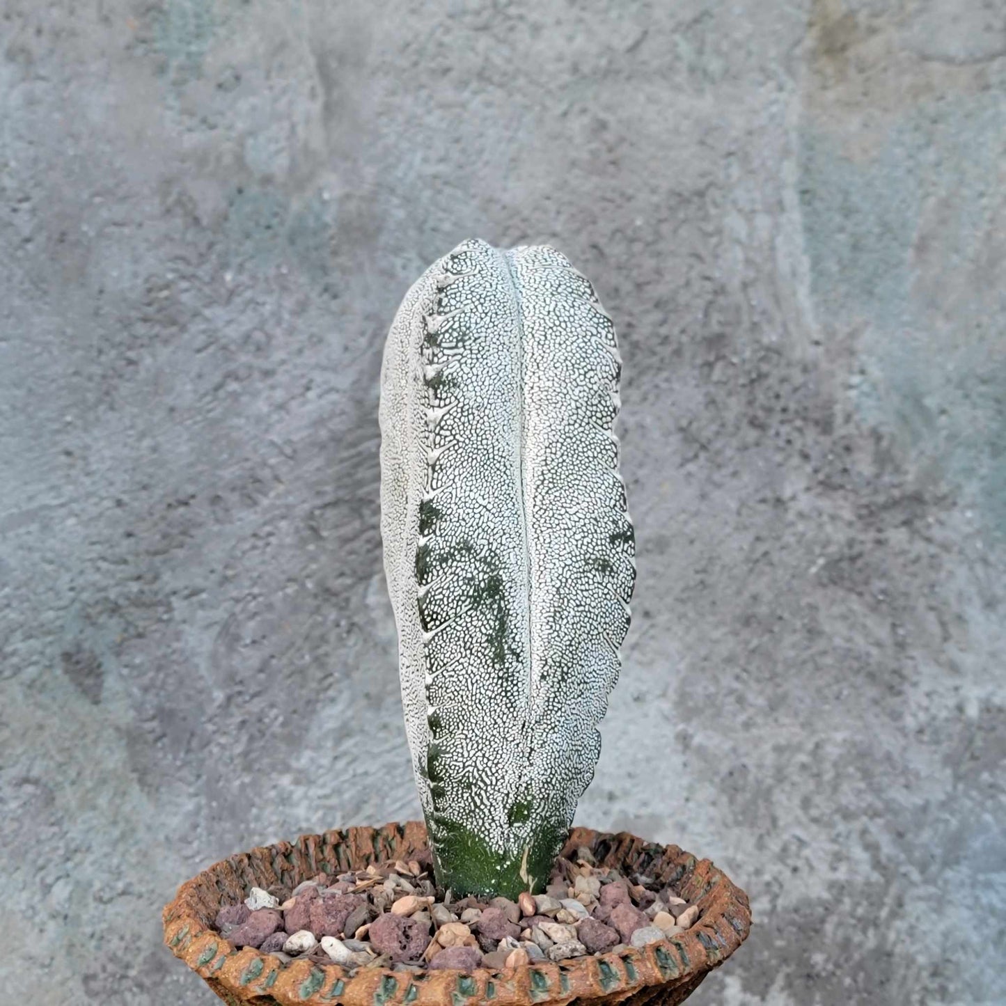 Astrophytum myriostigma cv. Onzuka quadricostatum V-Type - Japan