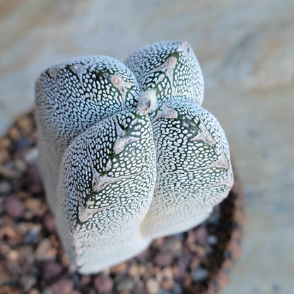 Astrophytum myriostigma cv. Onzuka quadricostatum V-Type - Japan