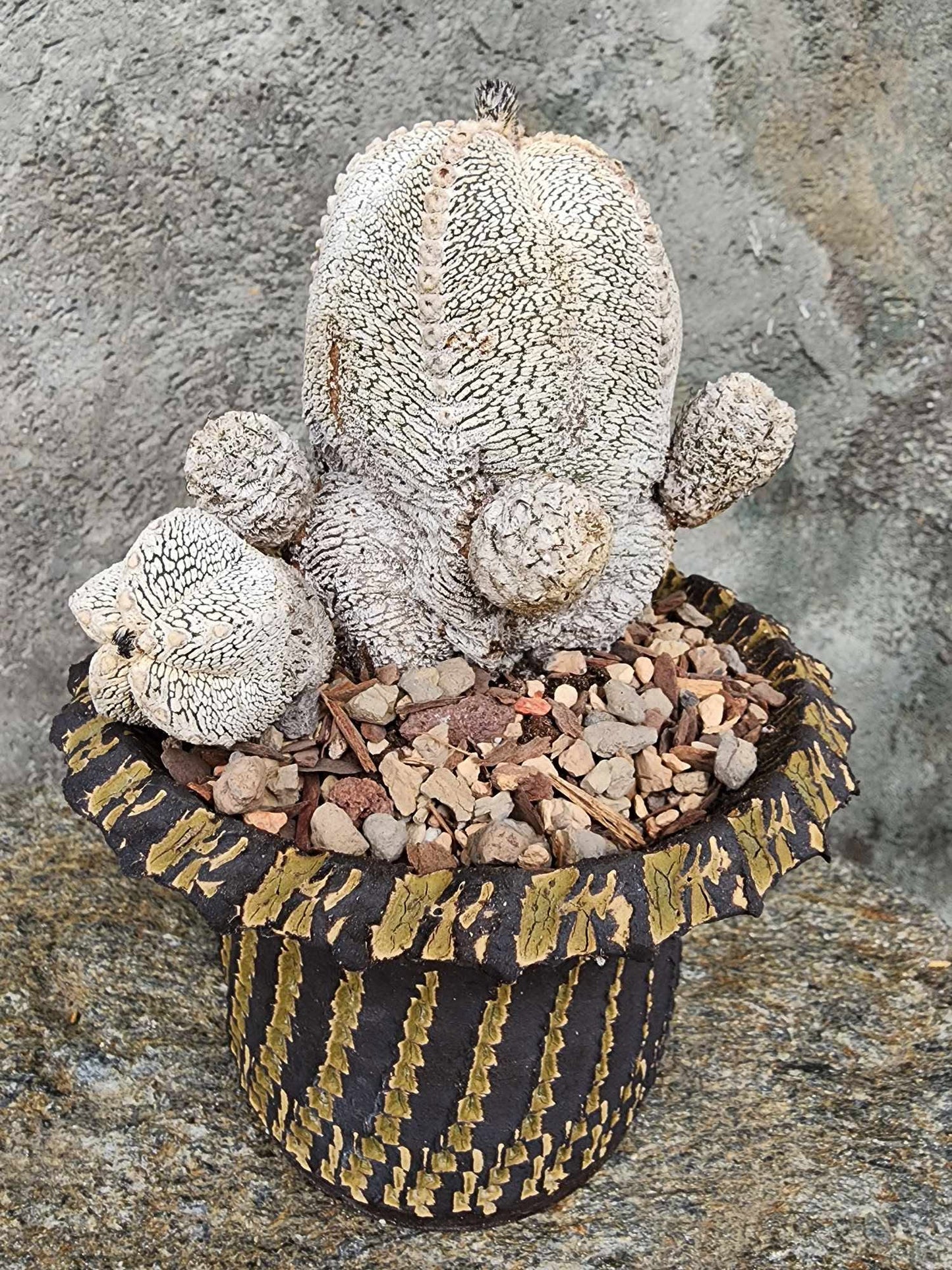Astrophytum Myriostigma cv. Onzuka