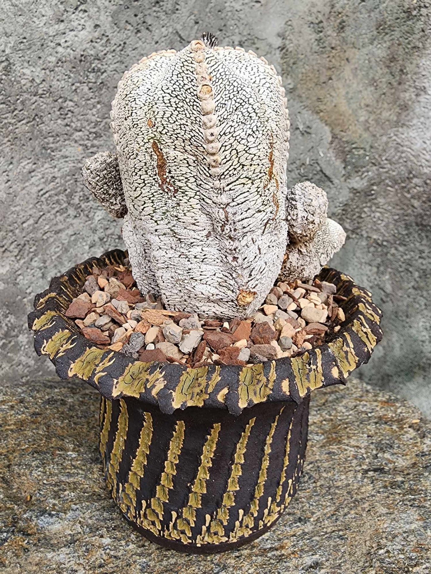 Astrophytum Myriostigma cv. Onzuka