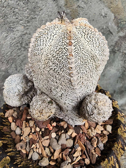 Astrophytum Myriostigma cv. Onzuka