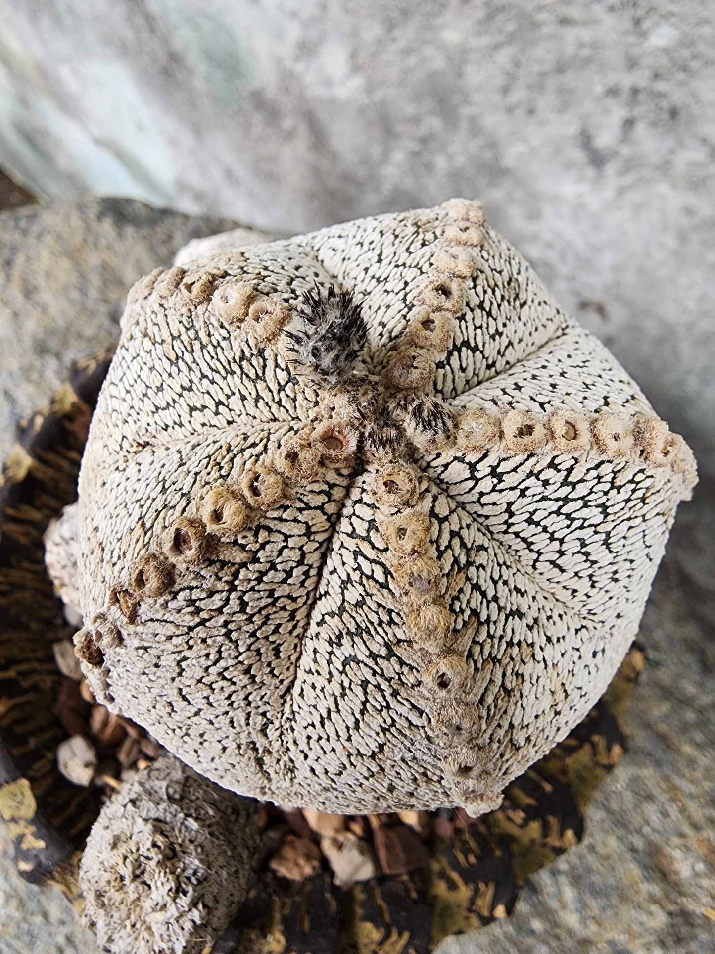 Astrophytum Myriostigma cv. Onzuka