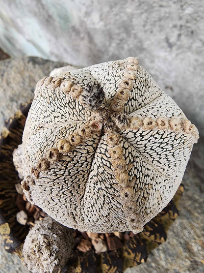 Astrophytum Myriostigma cv. Onzuka