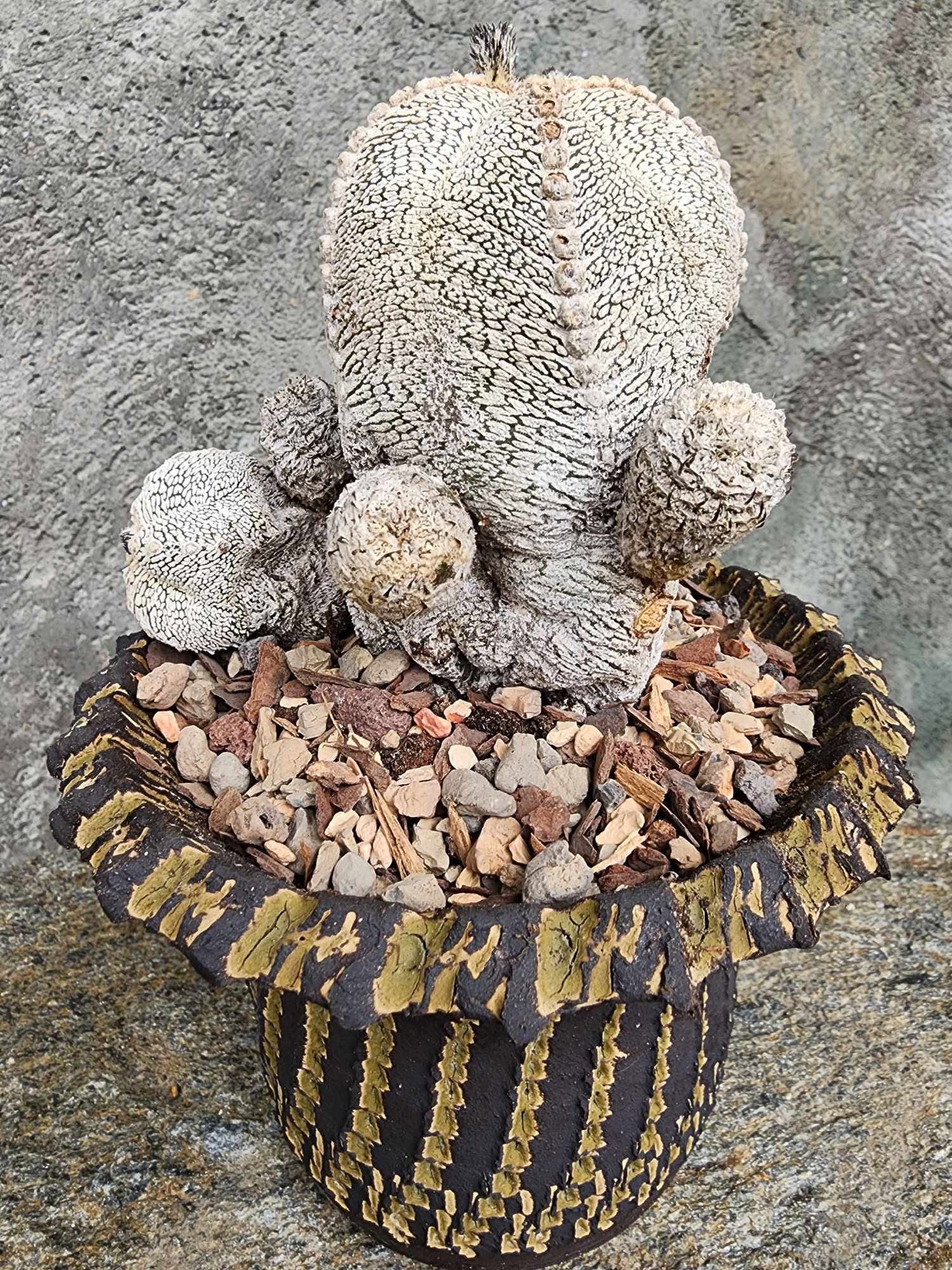 Astrophytum Myriostigma cv. Onzuka
