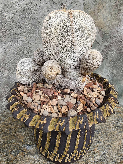 Astrophytum Myriostigma cv. Onzuka