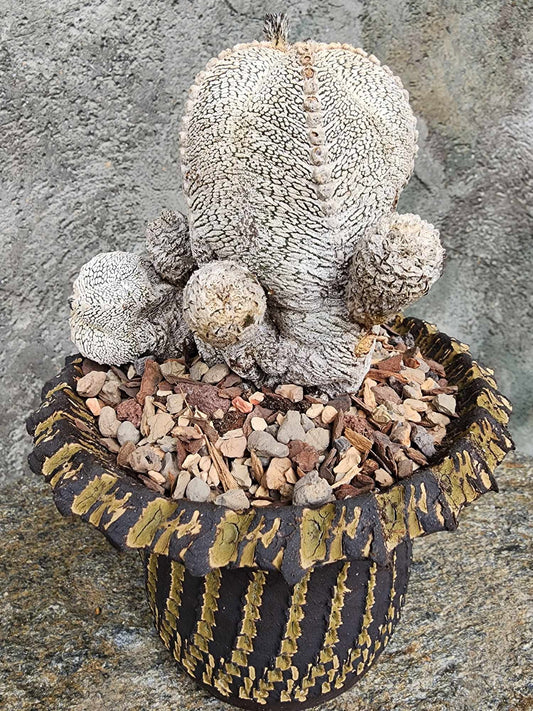 Astrophytum Myriostigma cv. Onzuka
