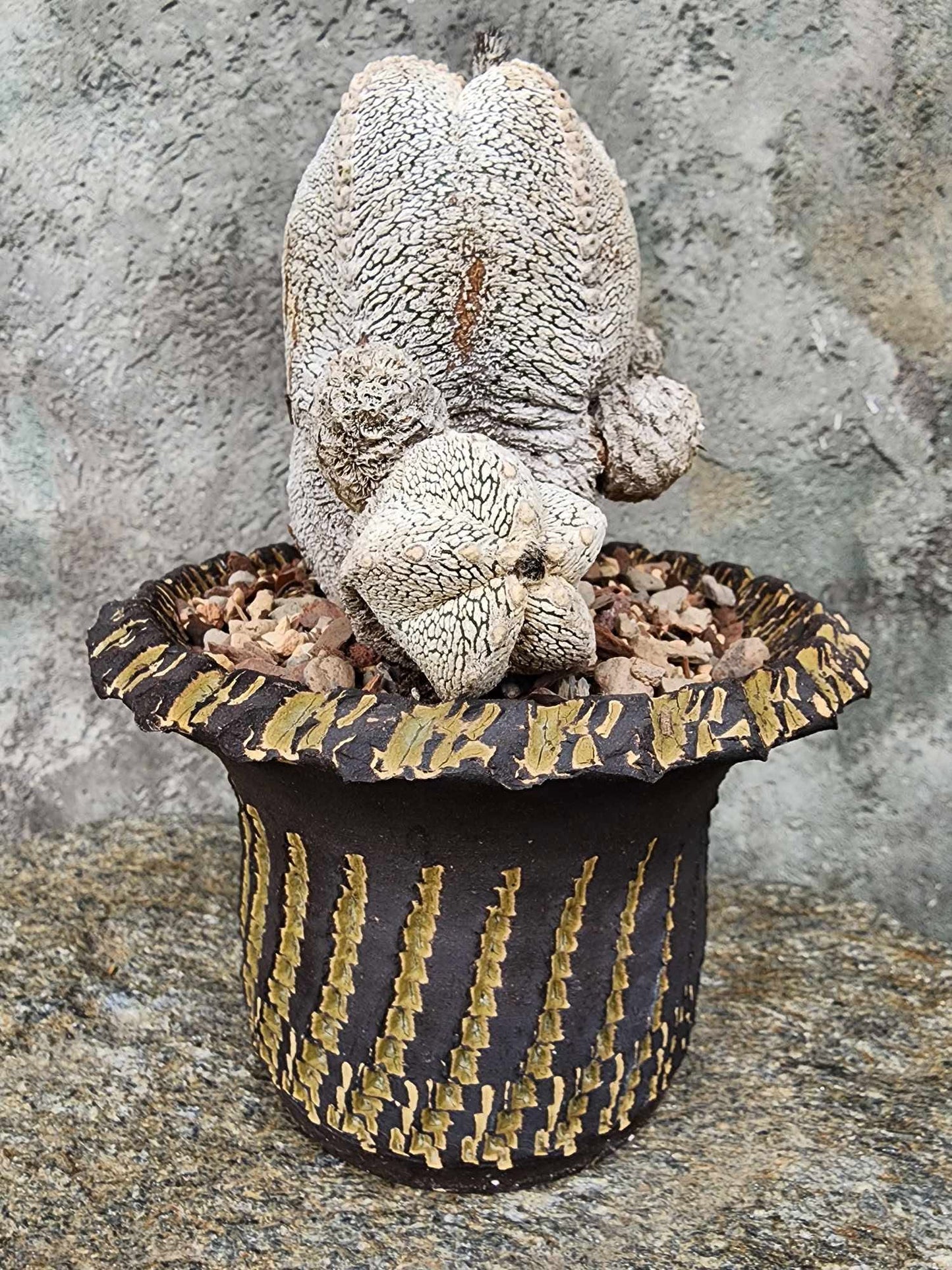 Astrophytum Myriostigma cv. Onzuka