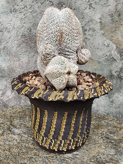 Astrophytum Myriostigma cv. Onzuka