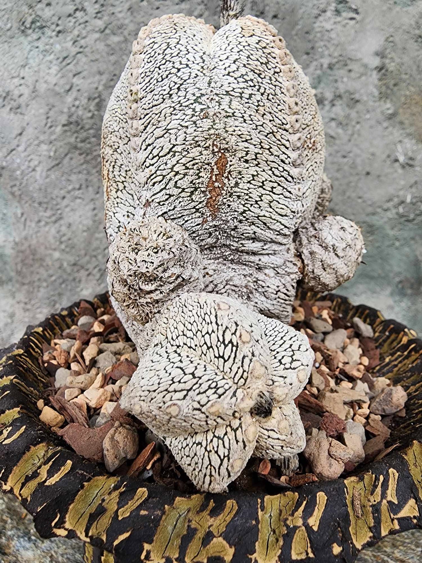 Astrophytum Myriostigma cv. Onzuka