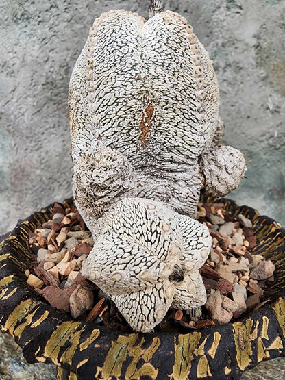Astrophytum Myriostigma cv. Onzuka