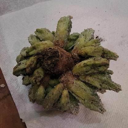 Astrophytum Myriostigma var. Columnare f. minima
