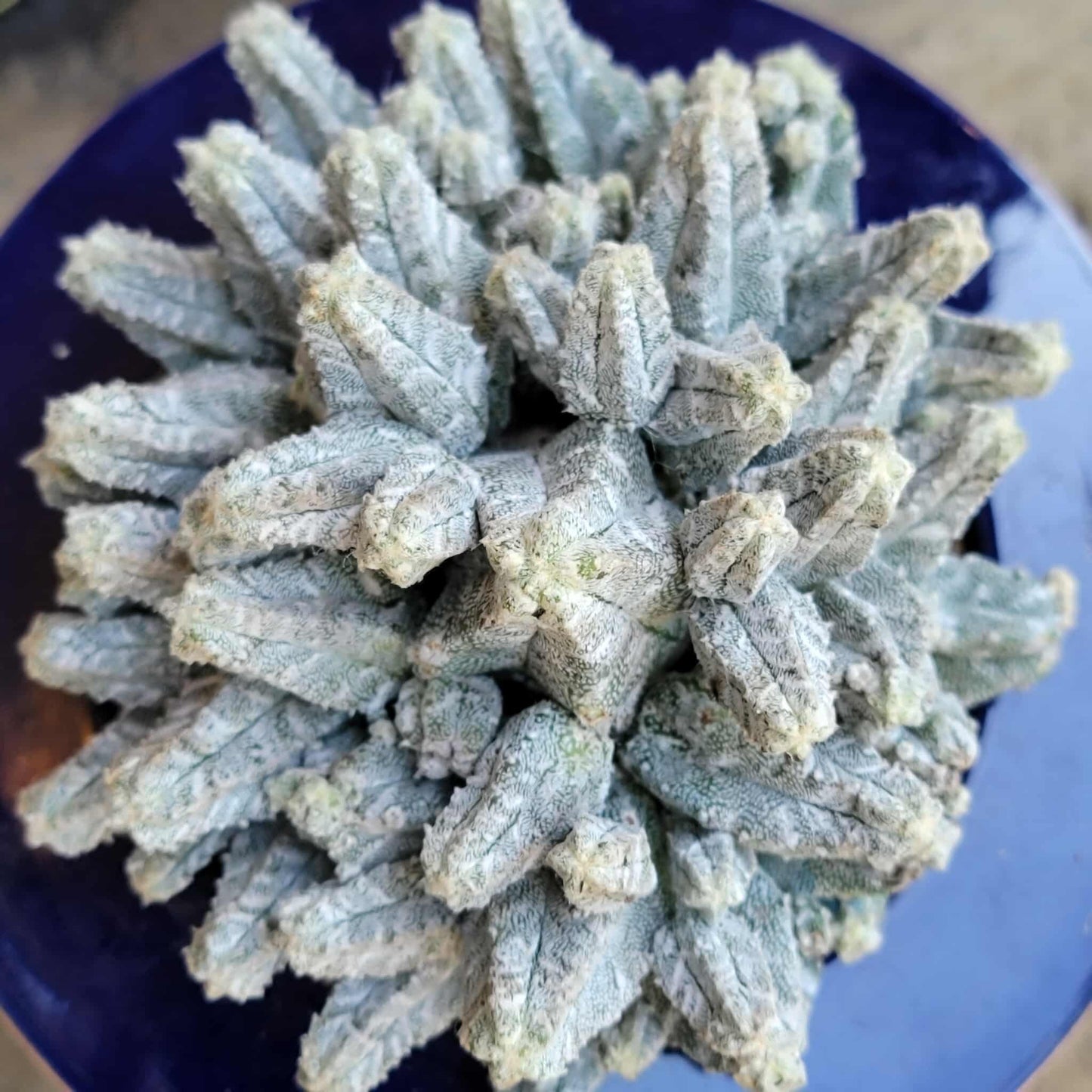 Astrophytum Myriostigma var. Columnare f. minima