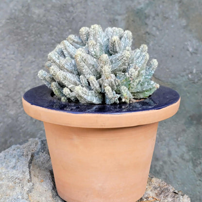 Astrophytum Myriostigma var. Columnare f. minima