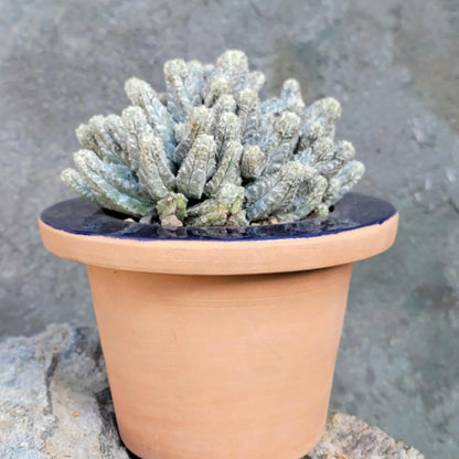 Astrophytum Myriostigma var. Columnare f. minima