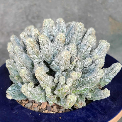 Astrophytum Myriostigma var. Columnare f. minima