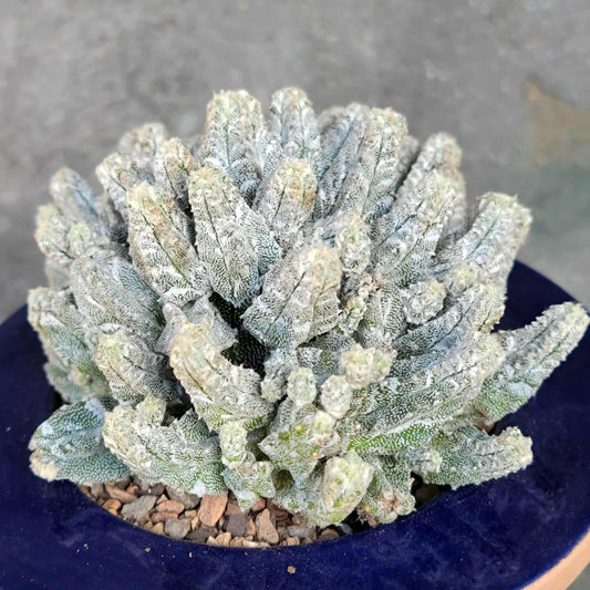 Astrophytum Myriostigma var. Columnare f. minima