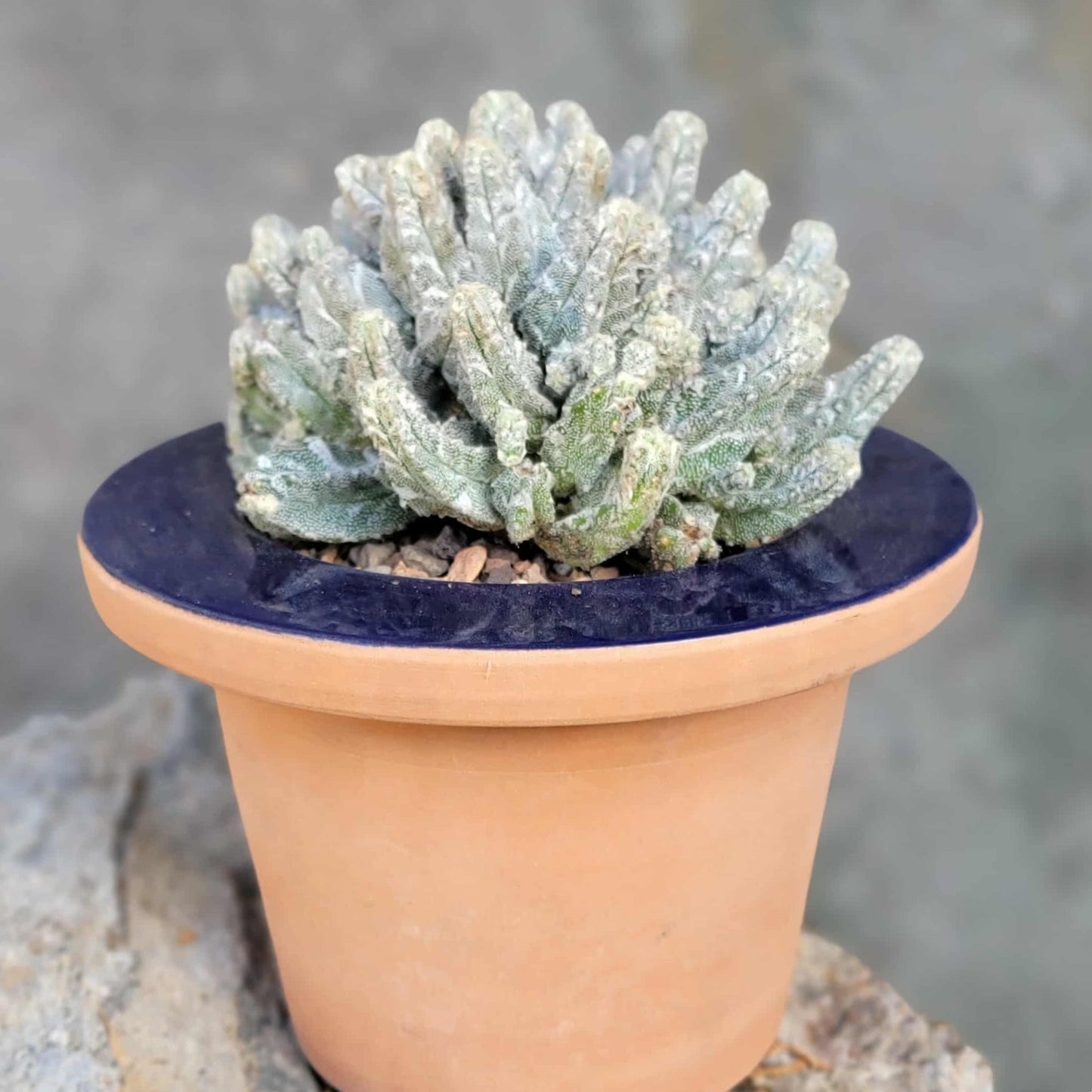 Astrophytum Myriostigma var. Columnare f. minima