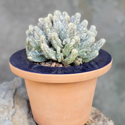 Astrophytum Myriostigma var. Columnare f. minima