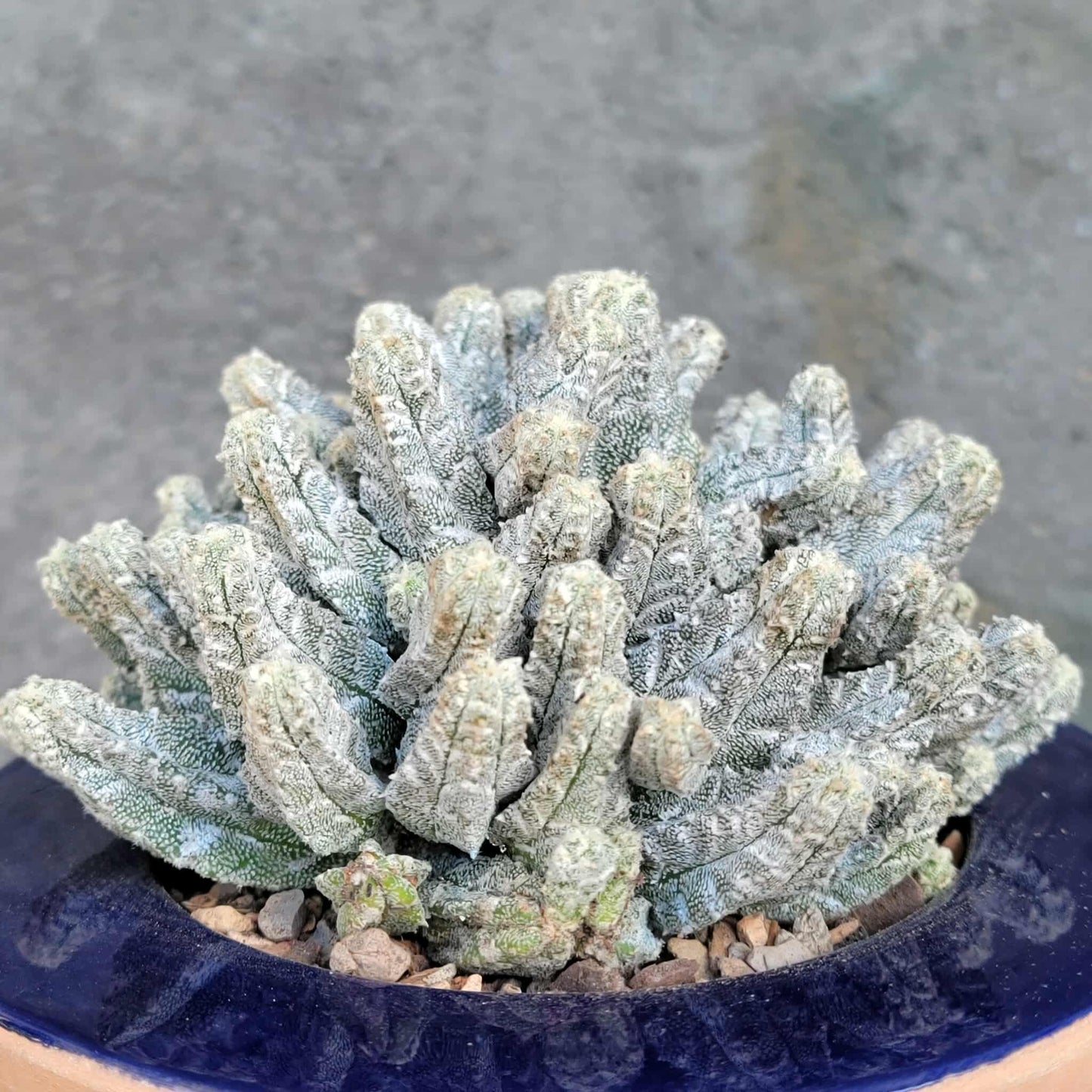 Astrophytum Myriostigma var. Columnare f. minima