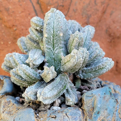 Astrophytum Myriostigma var. Columnare