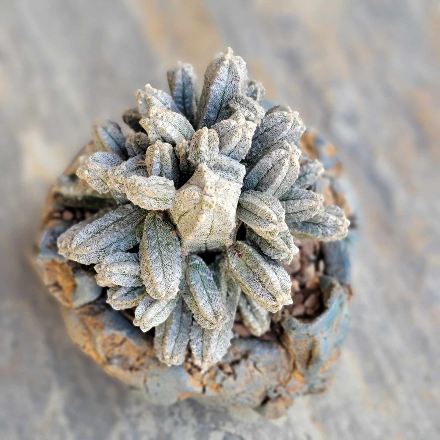 Astrophytum Myriostigma var. Columnare