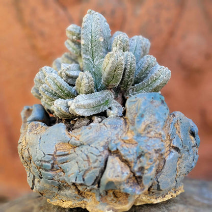 Astrophytum Myriostigma var. Columnare