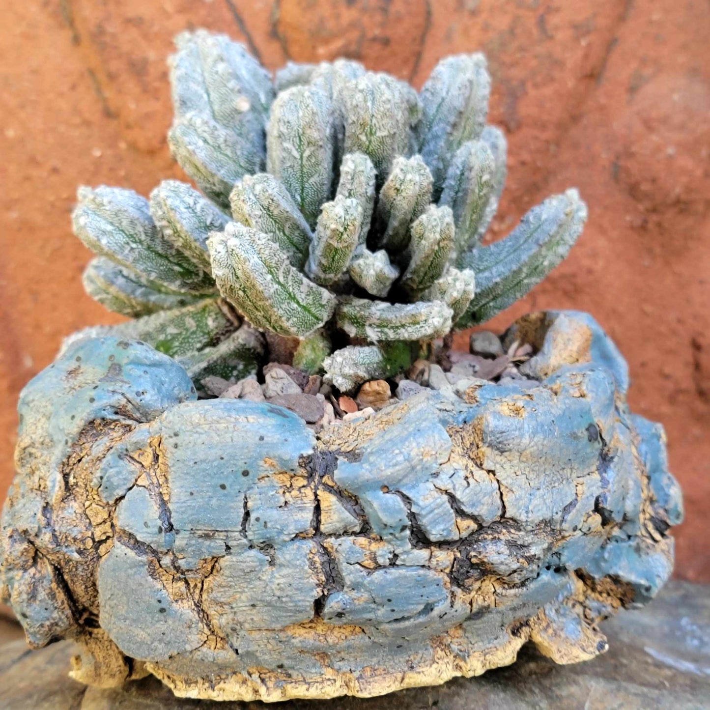 Astrophytum Myriostigma var. Columnare