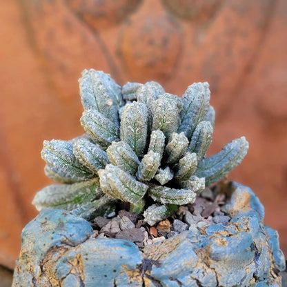 Astrophytum Myriostigma var. Columnare