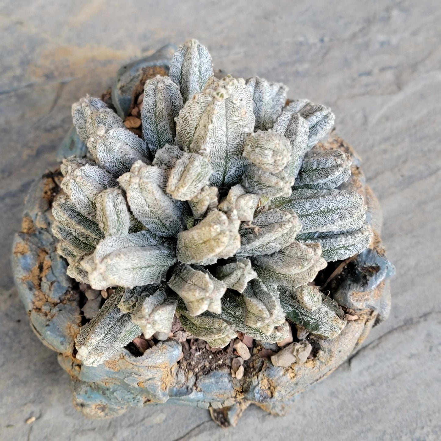 Astrophytum Myriostigma var. Columnare