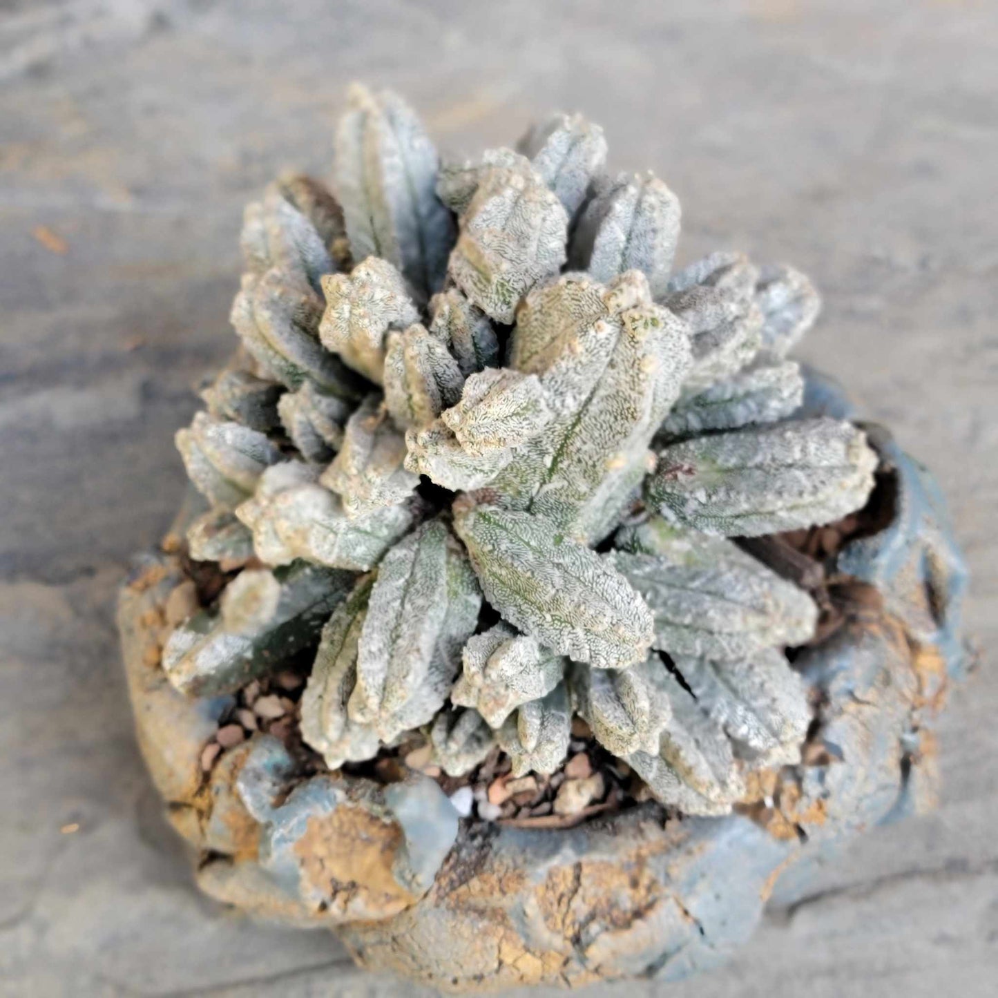 Astrophytum Myriostigma var. Columnare