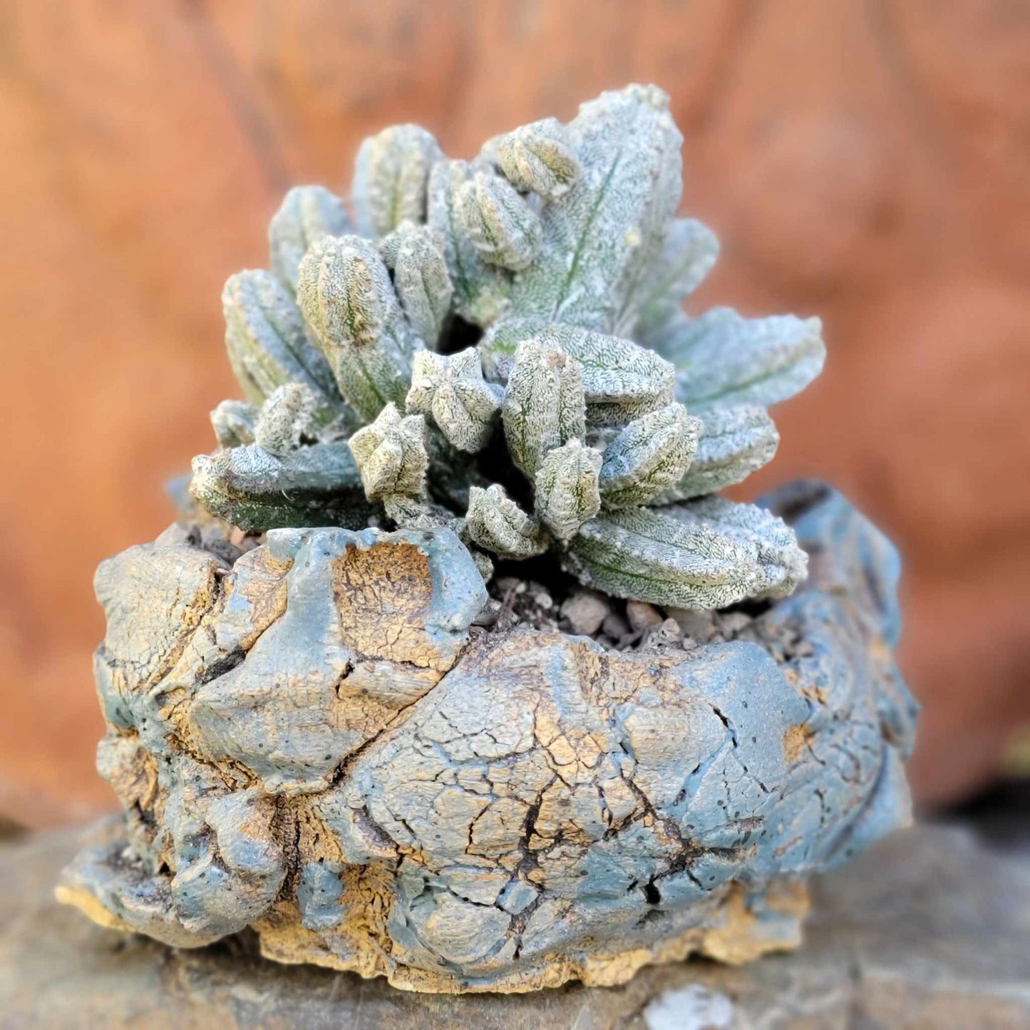 Astrophytum Myriostigma var. Columnare