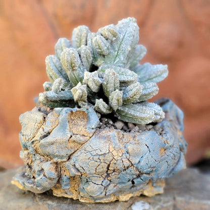 Astrophytum Myriostigma var. Columnare