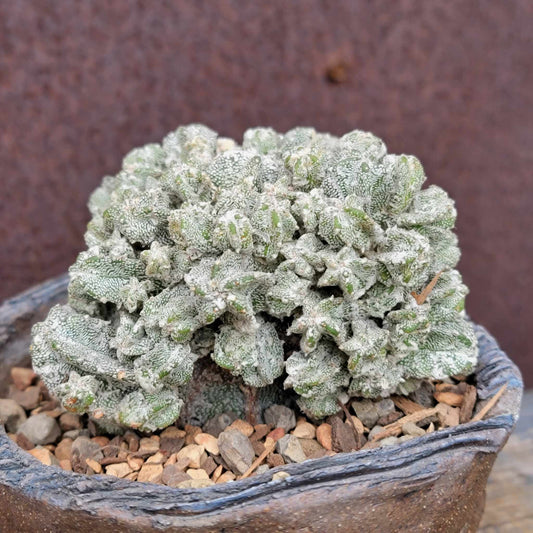 Astrophytum Myriostigma var. Columnare