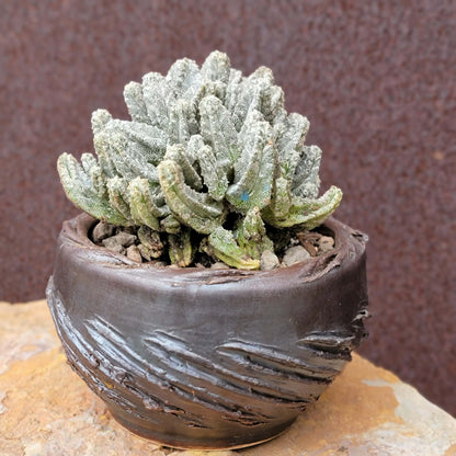 Astrophytum Myriostigma var. Columnare f. minima