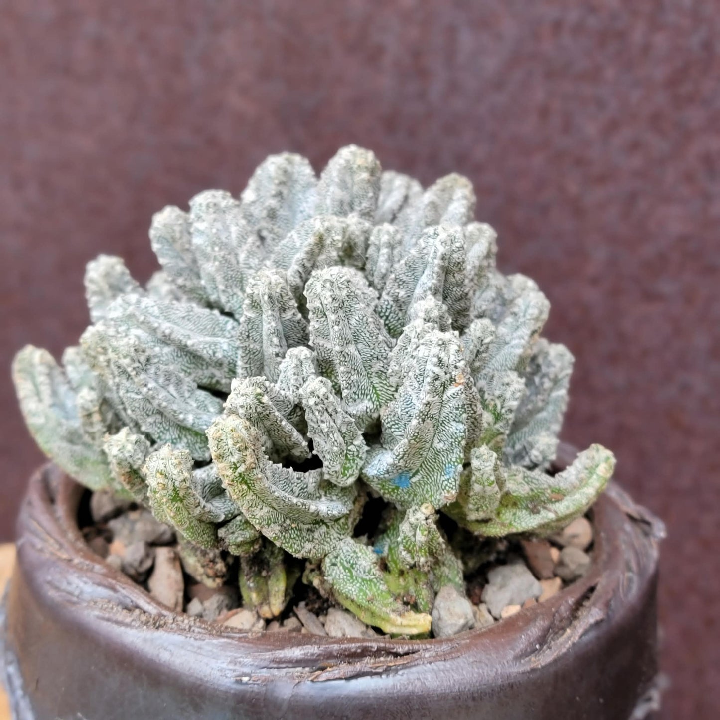 Astrophytum Myriostigma var. Columnare f. minima