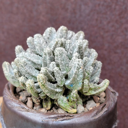 Astrophytum Myriostigma var. Columnare f. minima