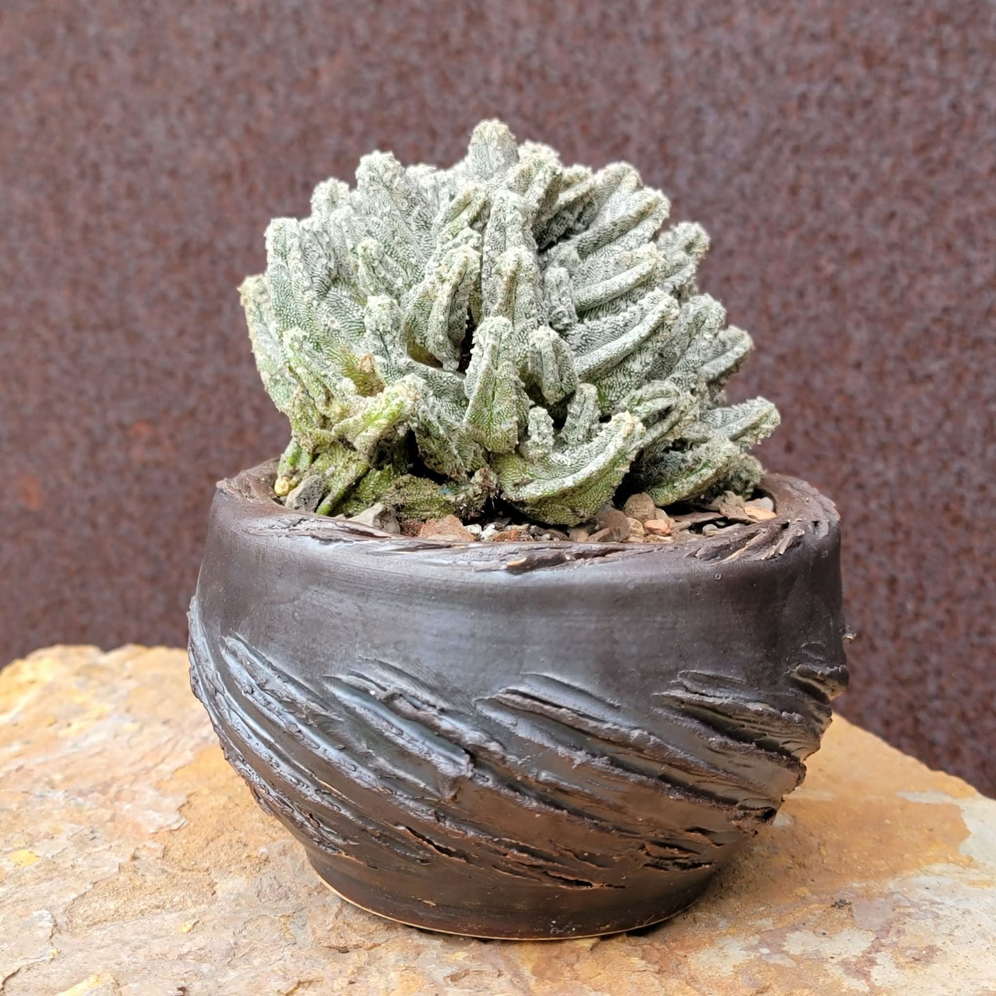 Astrophytum Myriostigma var. Columnare f. minima