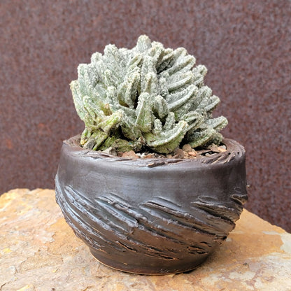 Astrophytum Myriostigma var. Columnare f. minima